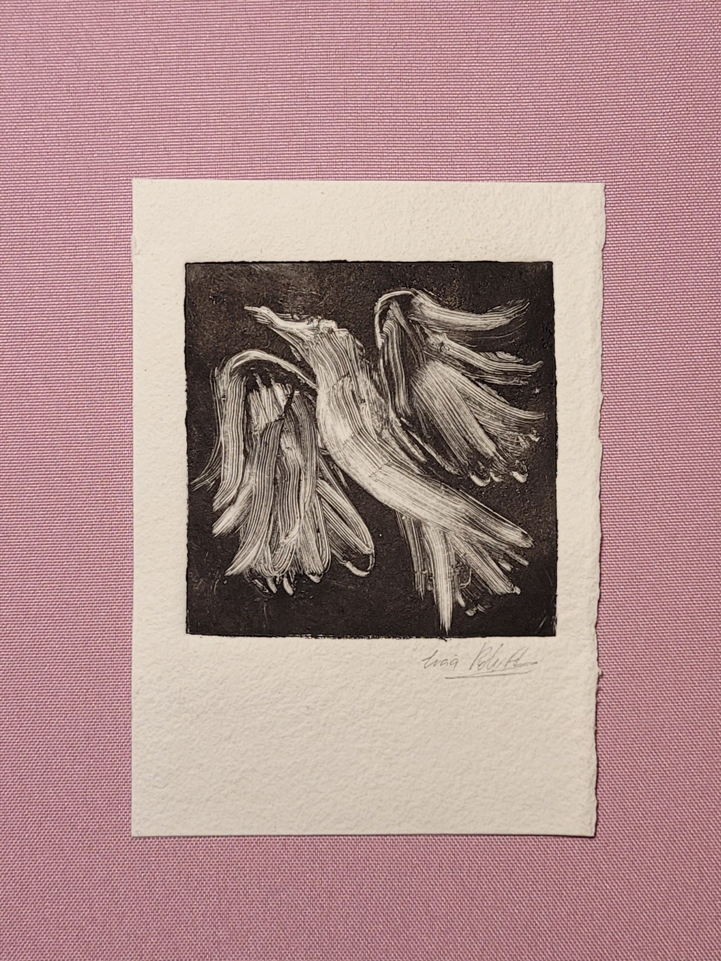 Dove monocopy