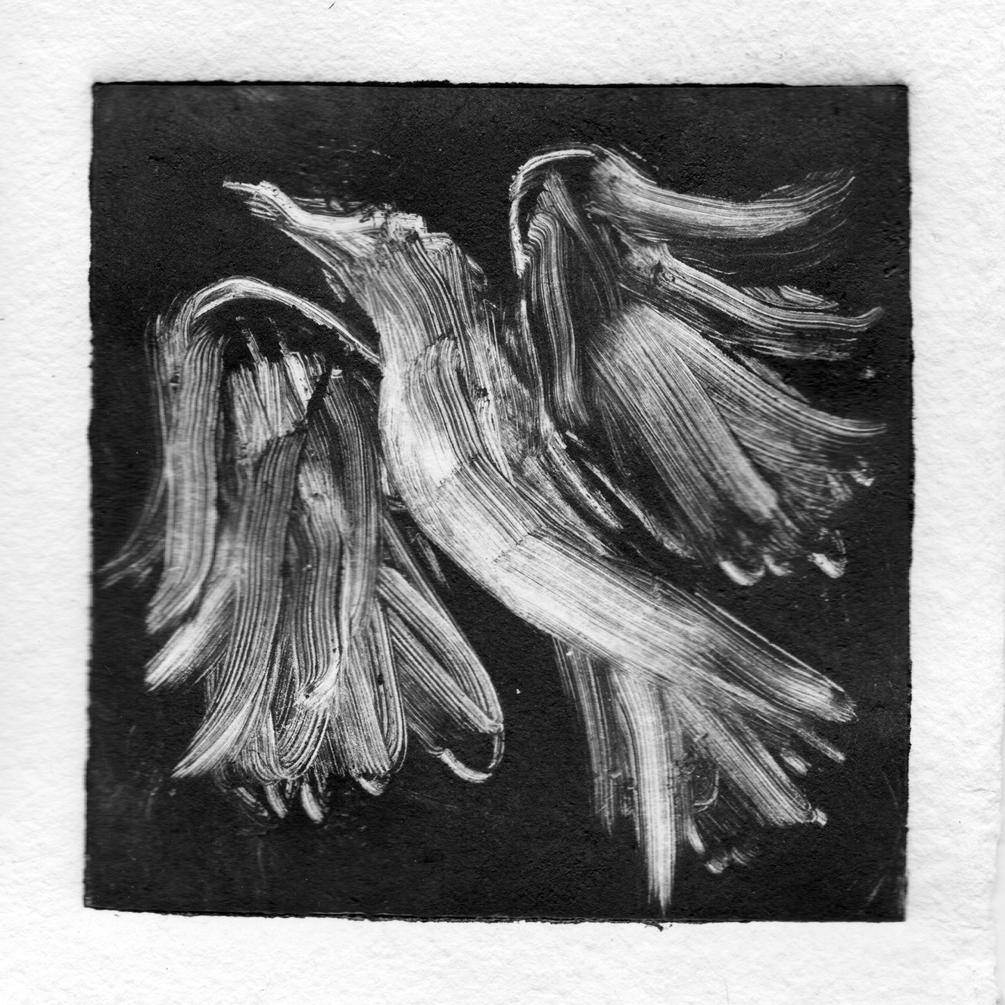 Dove monocopy